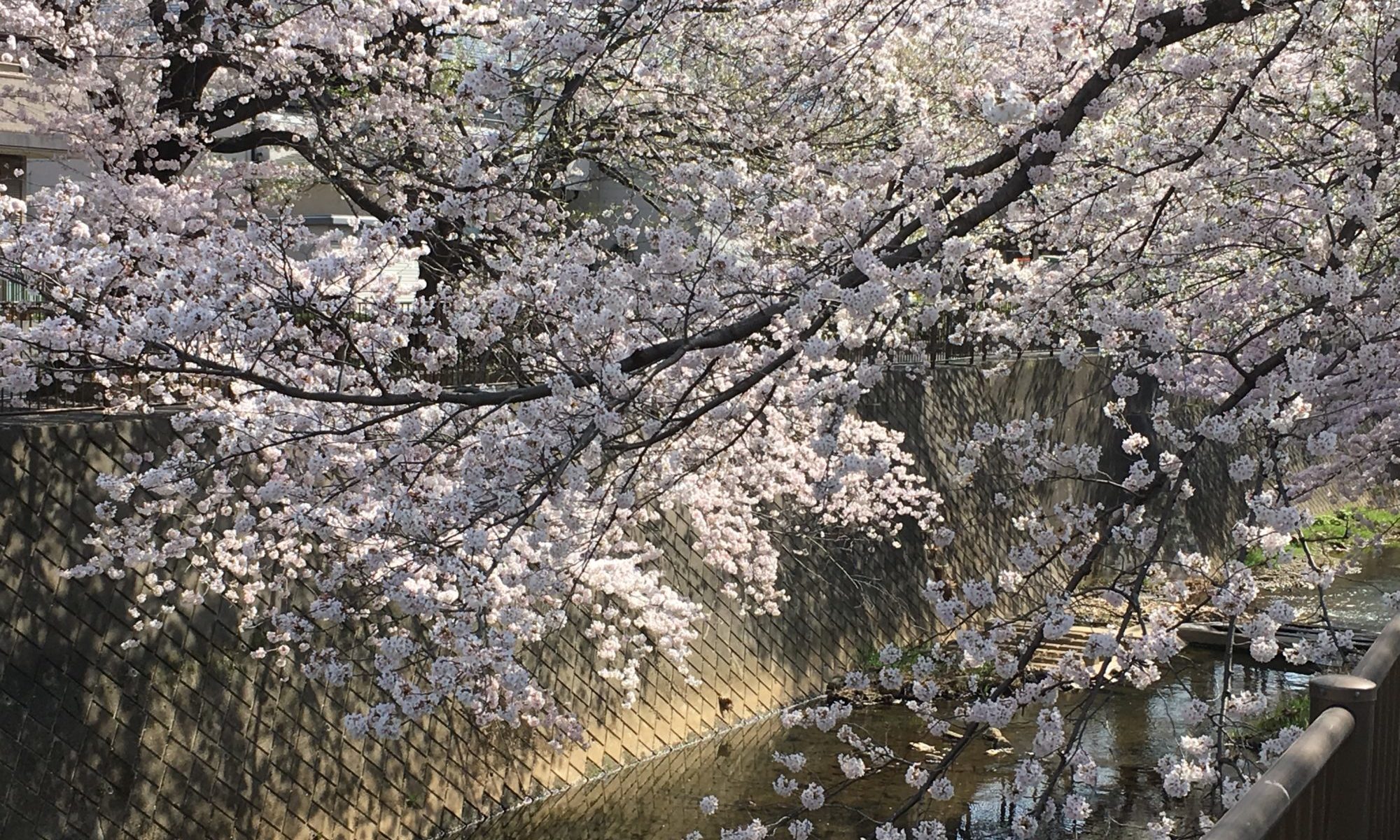 稲城市の桜